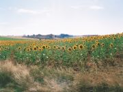 Campos de Osona. Osona, Soria